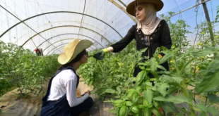 agricultrices algeriennes